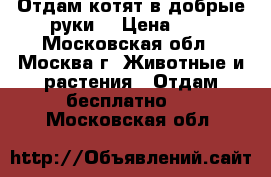 Отдам котят в добрые руки  › Цена ­ 1 - Московская обл., Москва г. Животные и растения » Отдам бесплатно   . Московская обл.